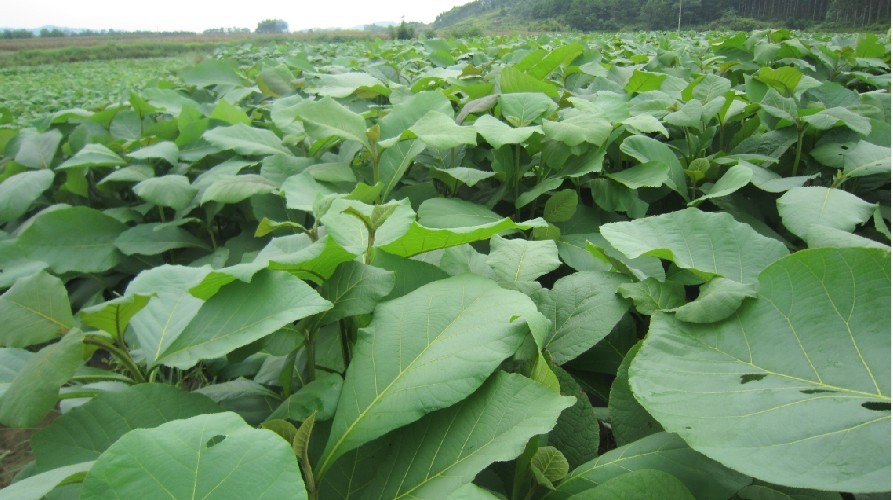 黑金丝柚木苗,柚木树苗直销市场价格