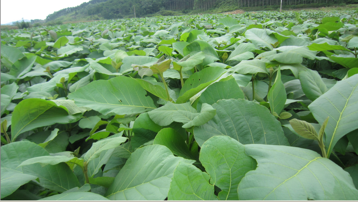 南宁2培柚木树苗